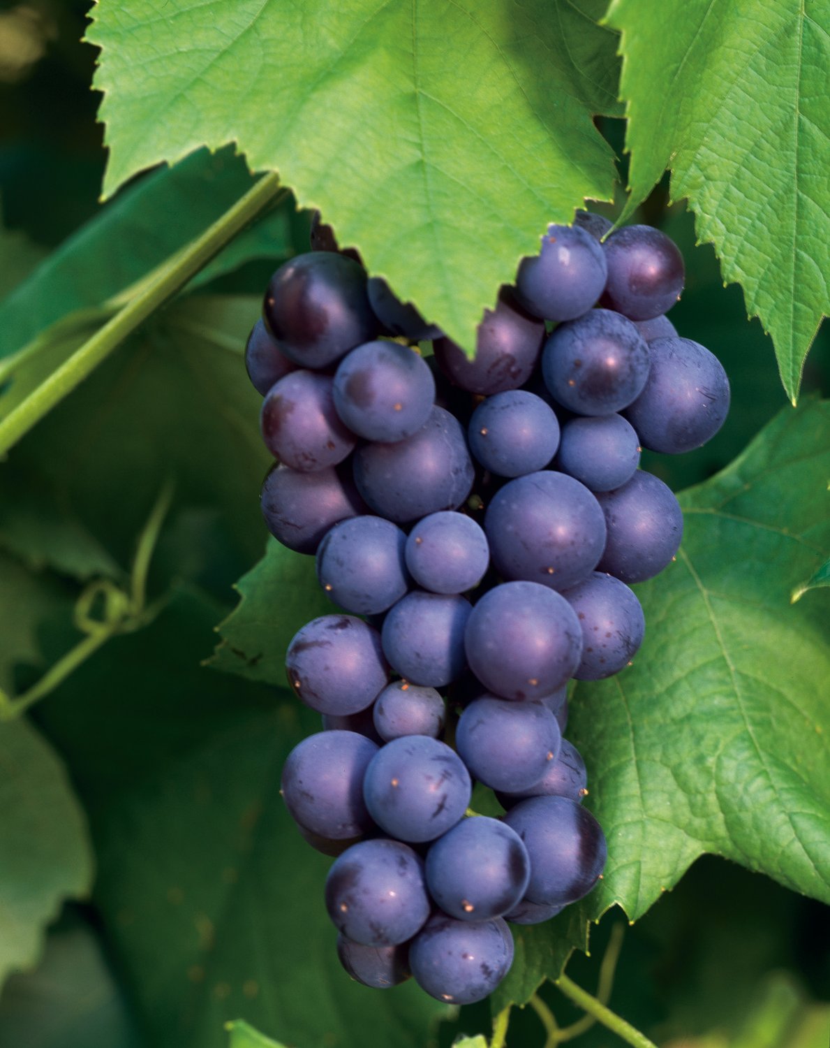 Vitis 'Glorie Boskoop'