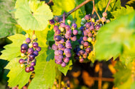 Vitis 'Glorie Boskoop'