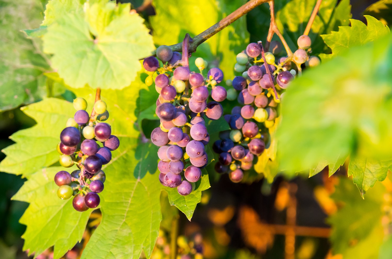 Vitis 'Glorie Boskoop'