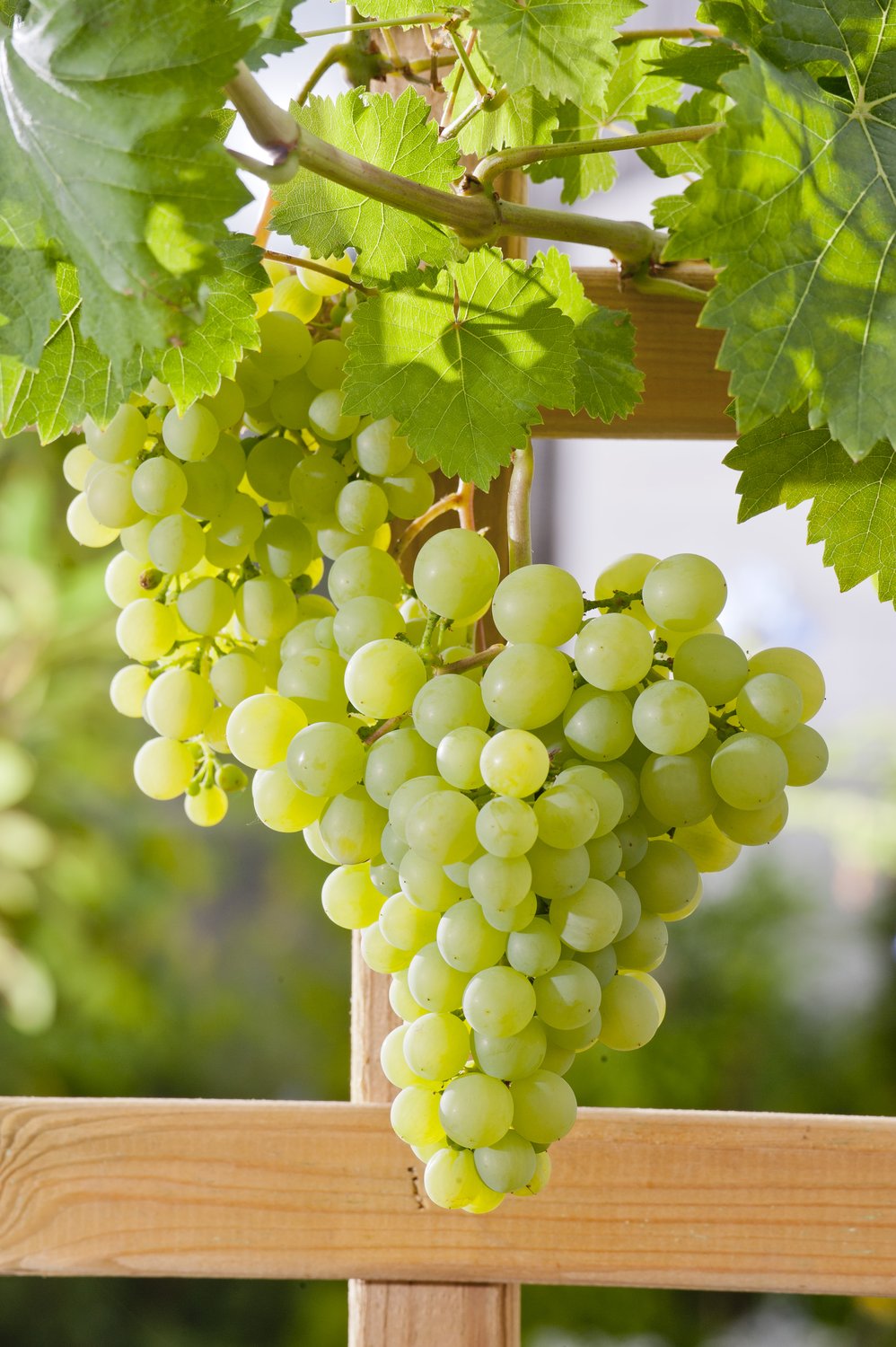 Vitis 'Dr Schmidtmanns Sockerdruva'