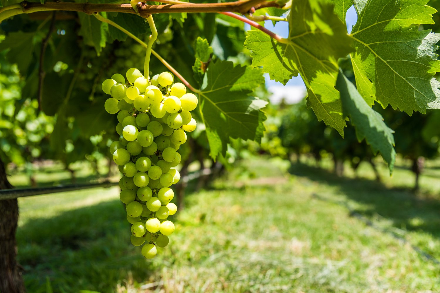 Vitis 'Dr Schmidtmanns Sockerdruva'