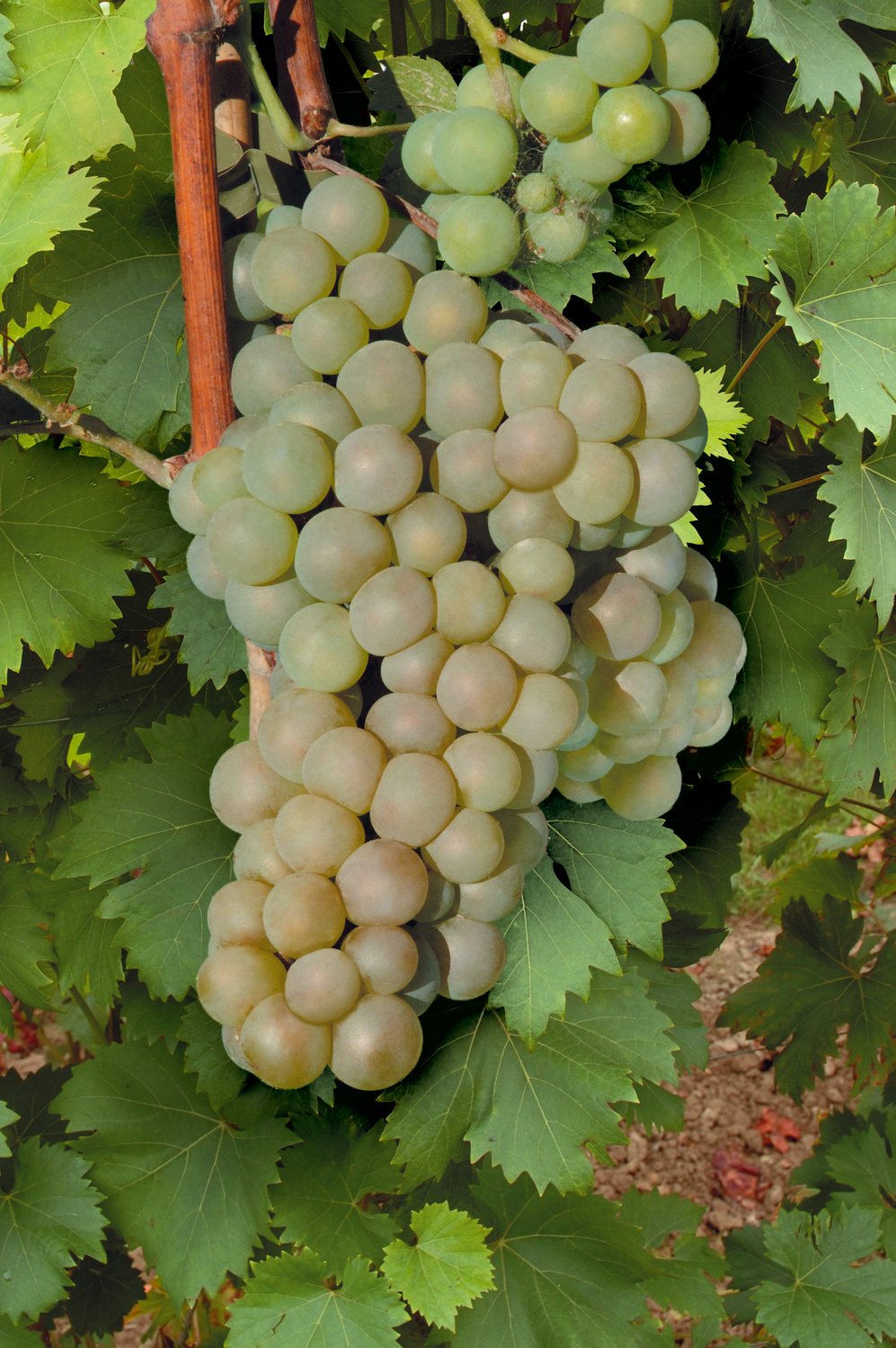 Vitis 'Himrod'