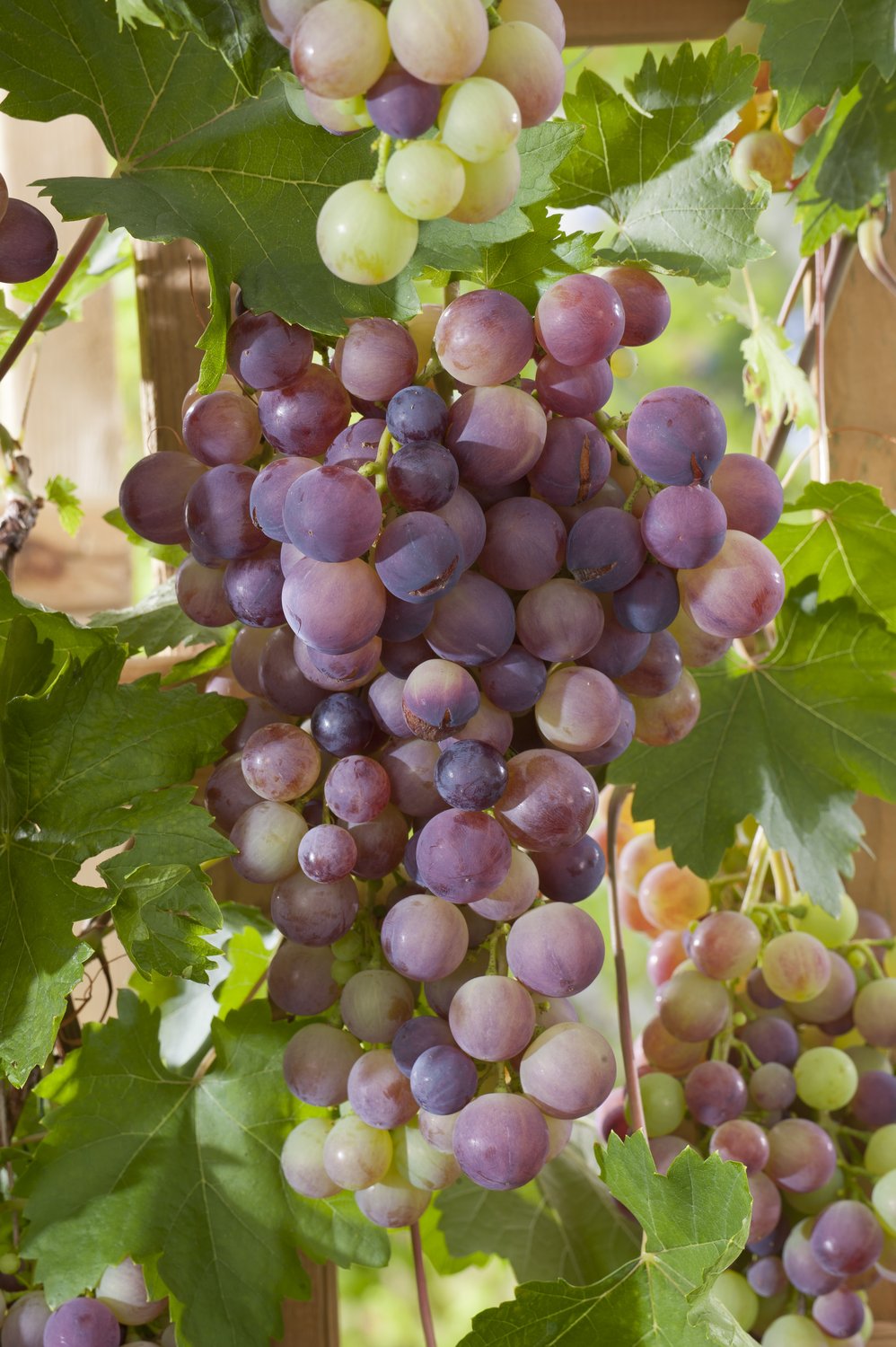 Vitis 'Vanessa'