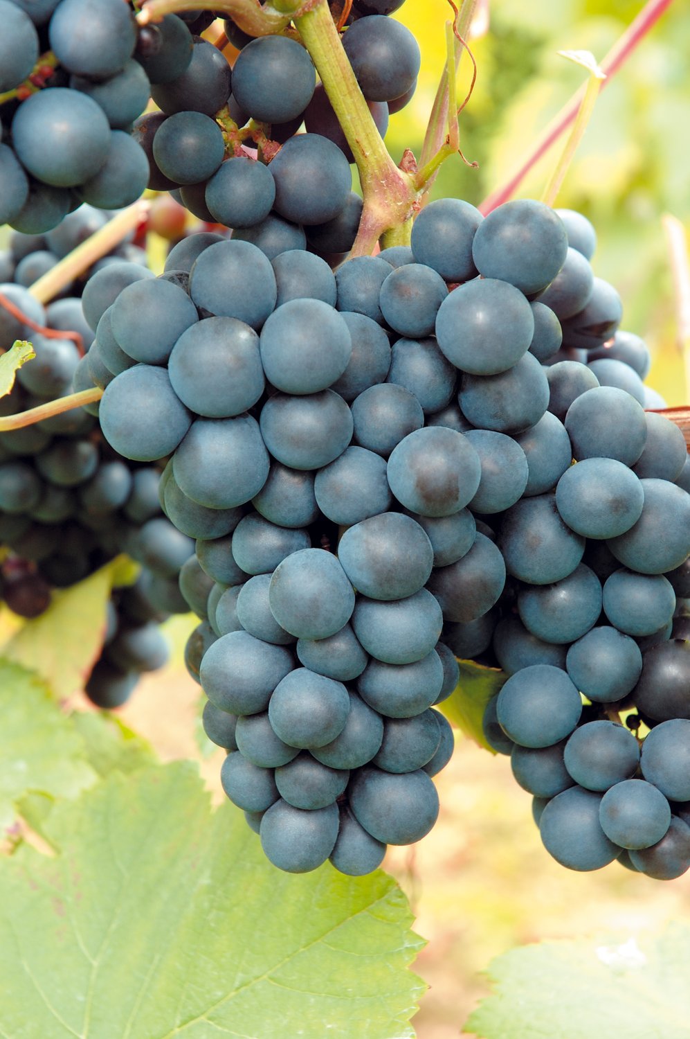 Vitis 'Rondo'