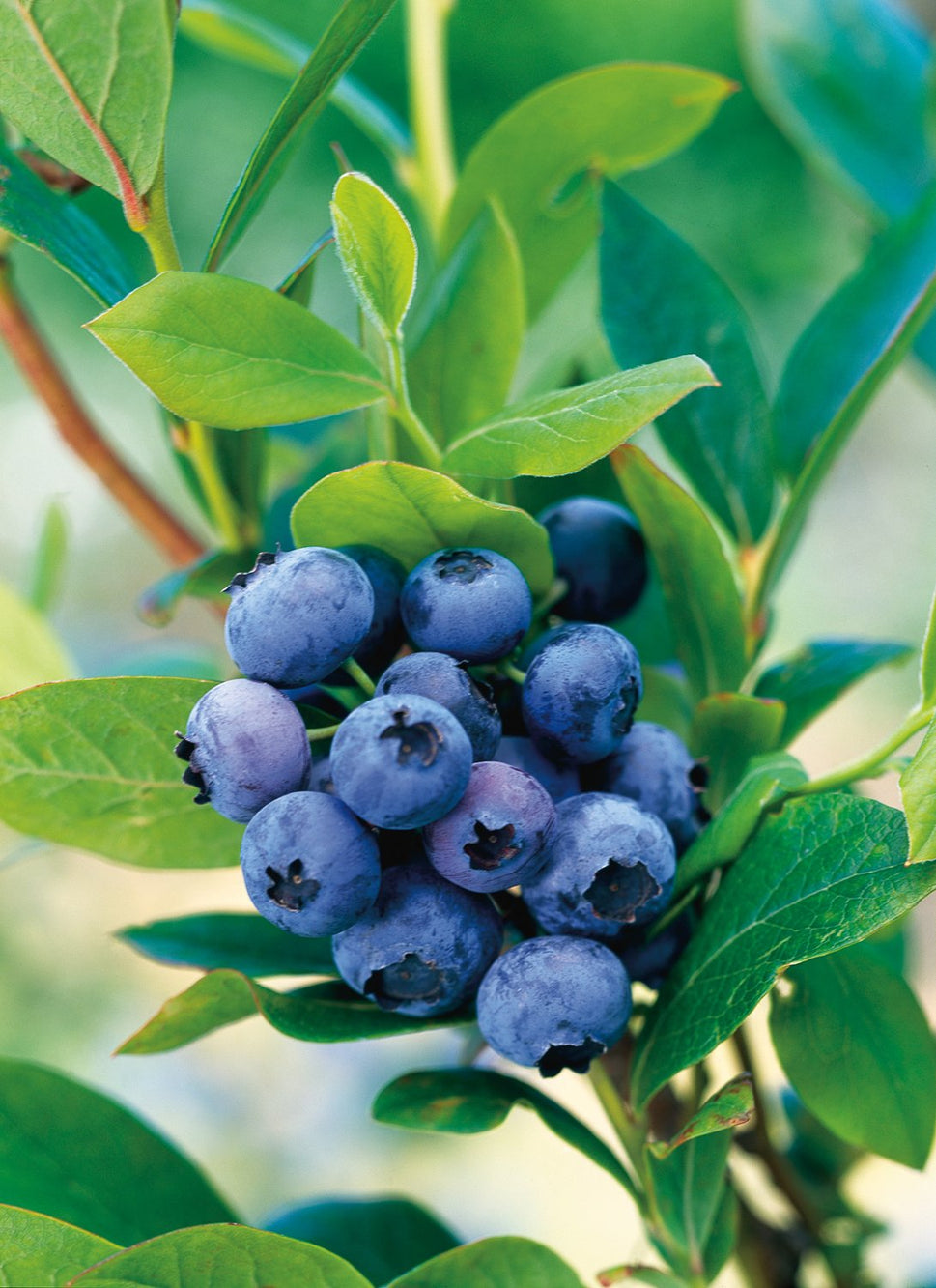 Vaccinium corymbosum "Goldtraube 71"