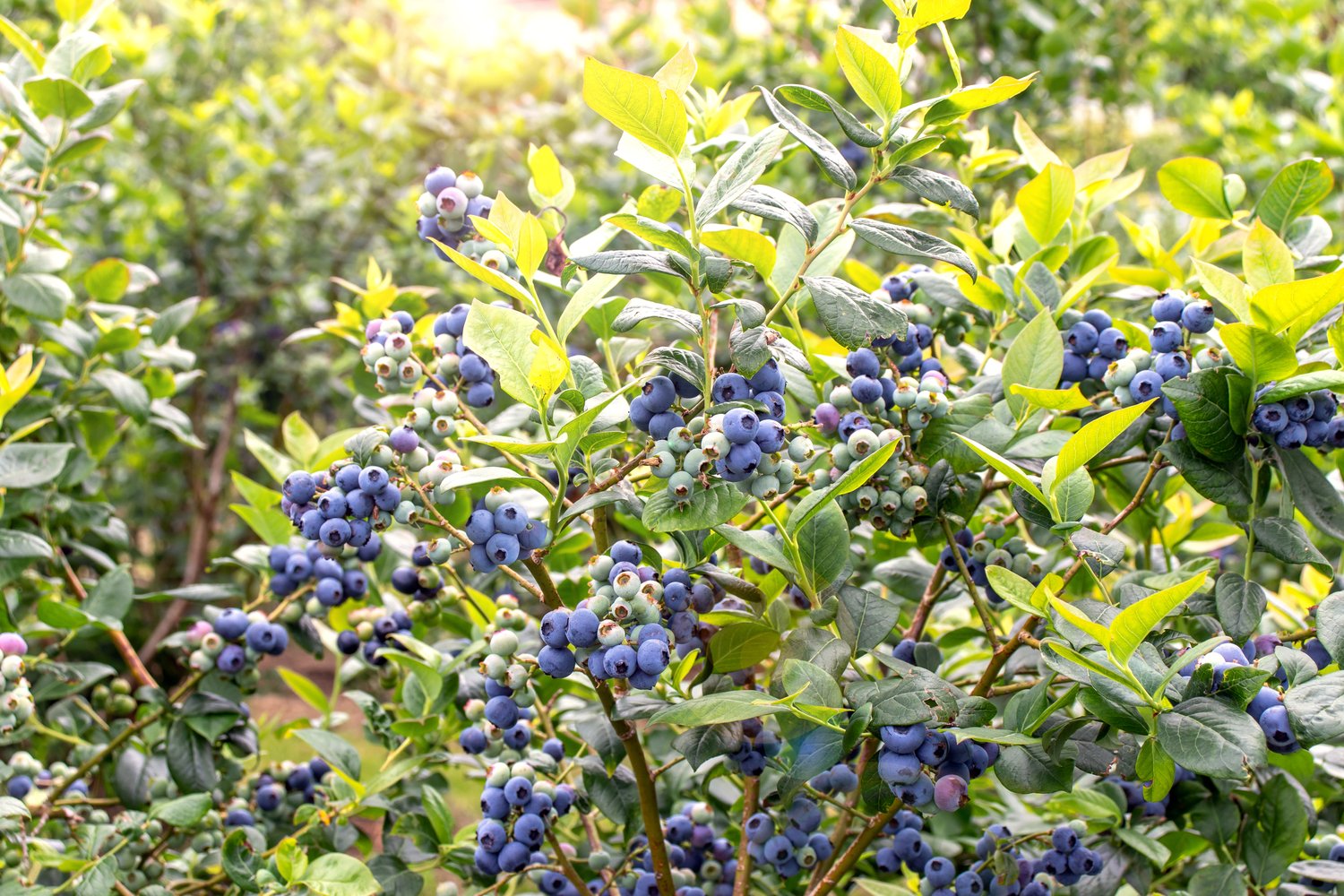 Vaccinium corymbosum "Goldtraube 71"
