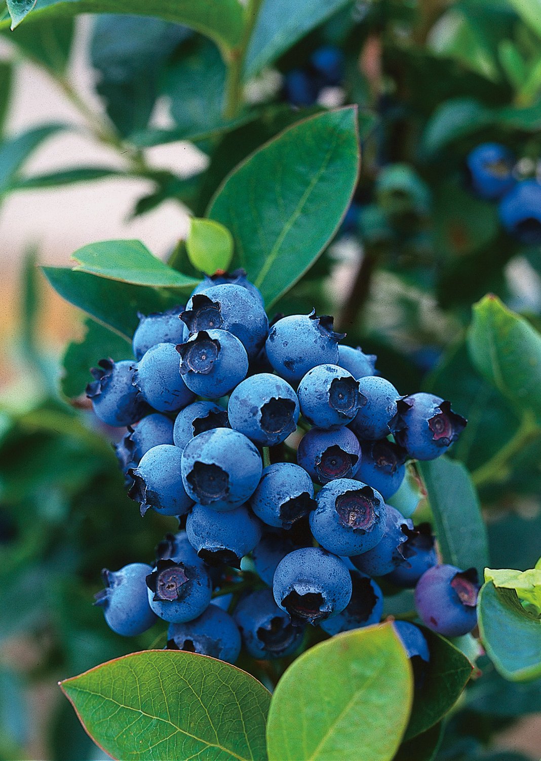 Vaccinium 'Northcountry'
