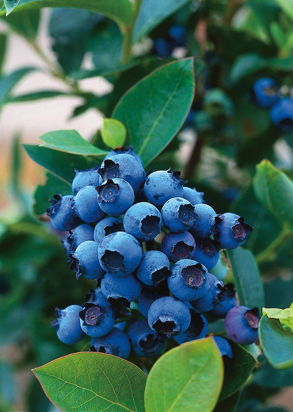 Vaccinium 'Northcountry'