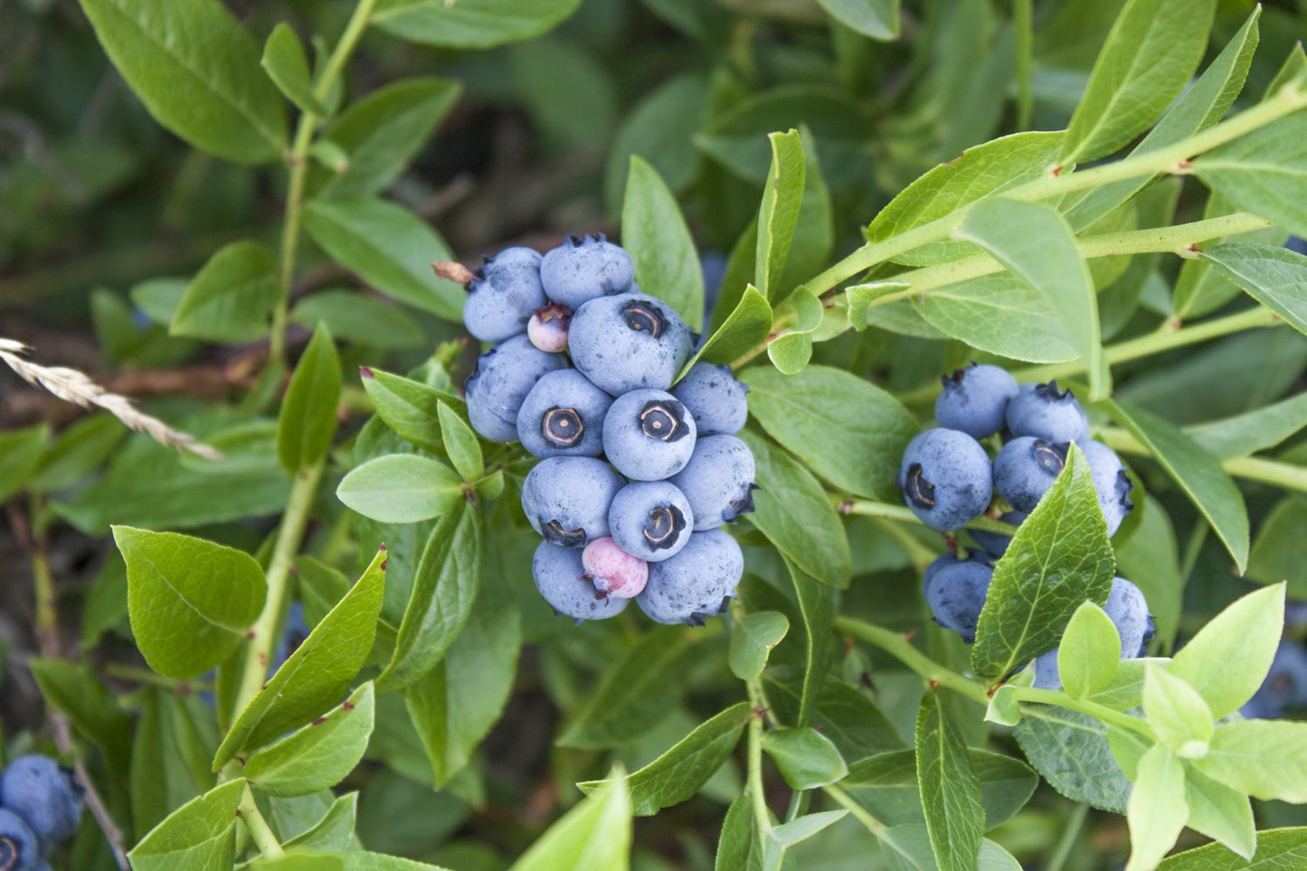 Vaccinium 'Northcountry'