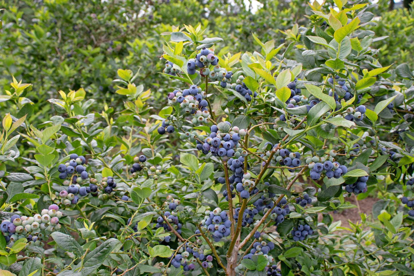 Vaccinium 'Northcountry'