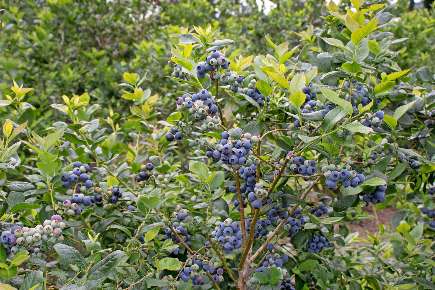 Vaccinium 'Northcountry'