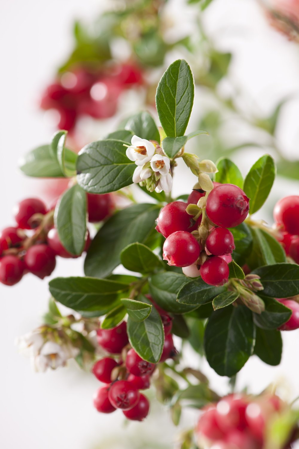 Vaccinium vitis-idaea 'Koralle'