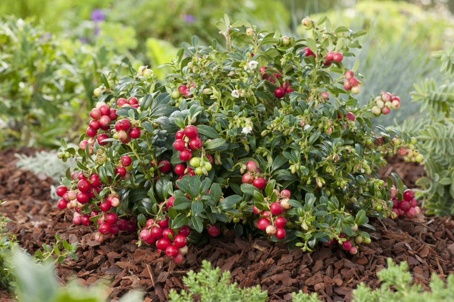 Vaccinium vitis-idaea 'Koralle'
