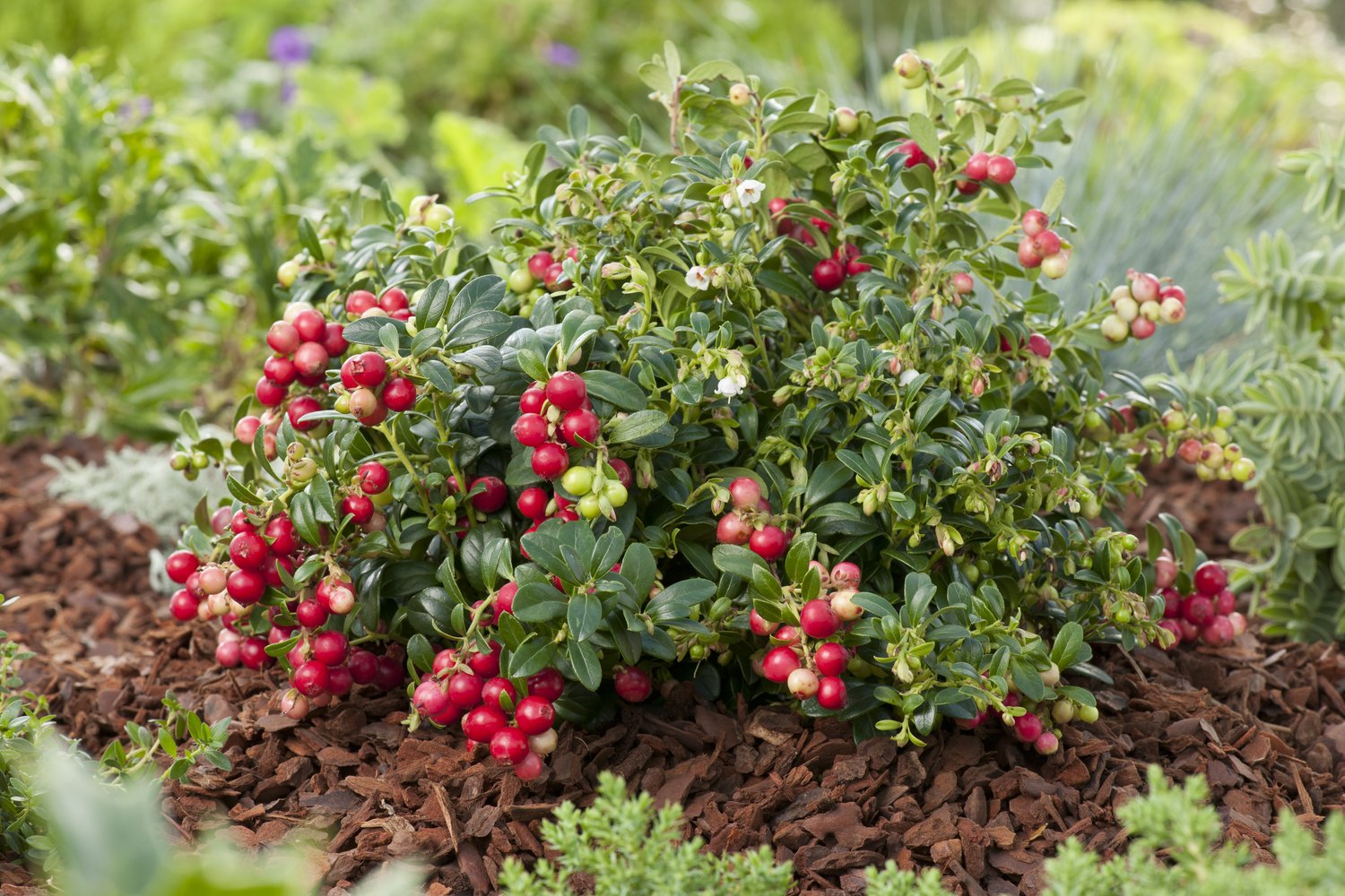 Vaccinium vitis-idaea 'Koralle'