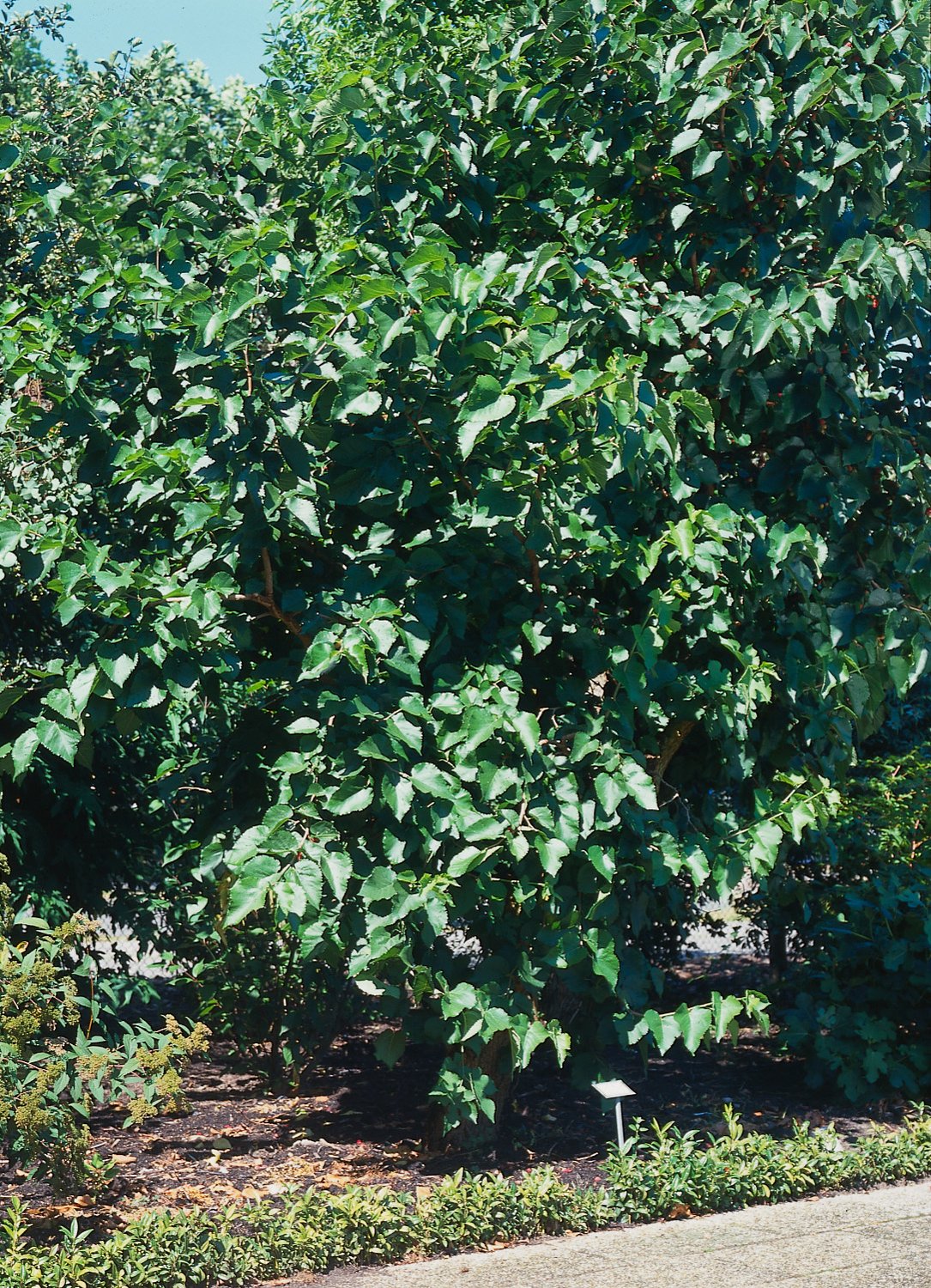 Morus nigra