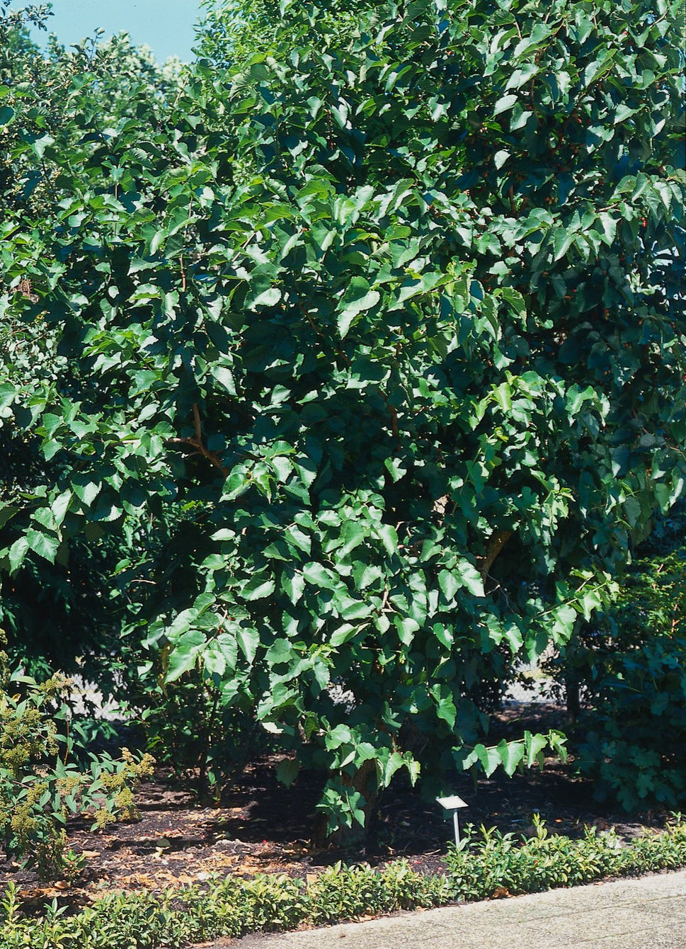 Morus nigra