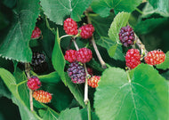 Morus nigra