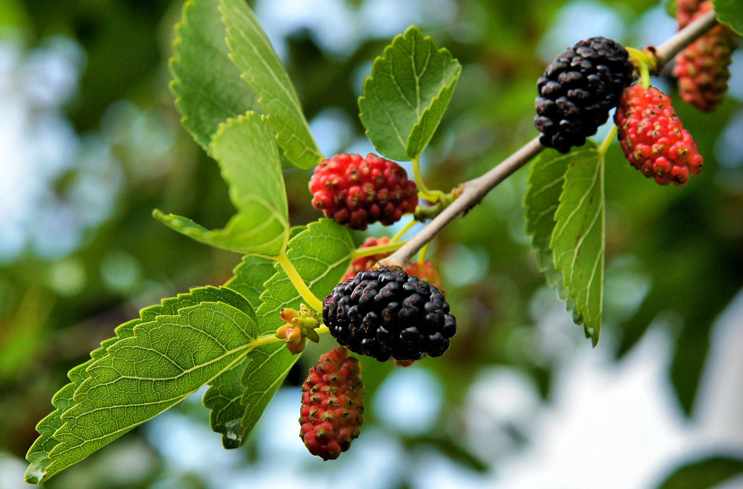 Morus nigra