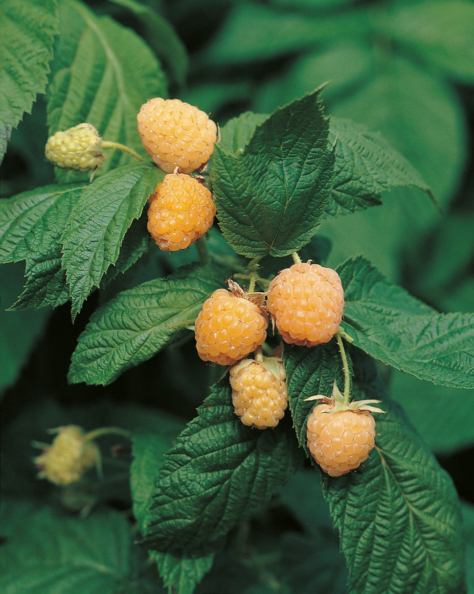 Rubus (Hösthallon) 'Allgold'