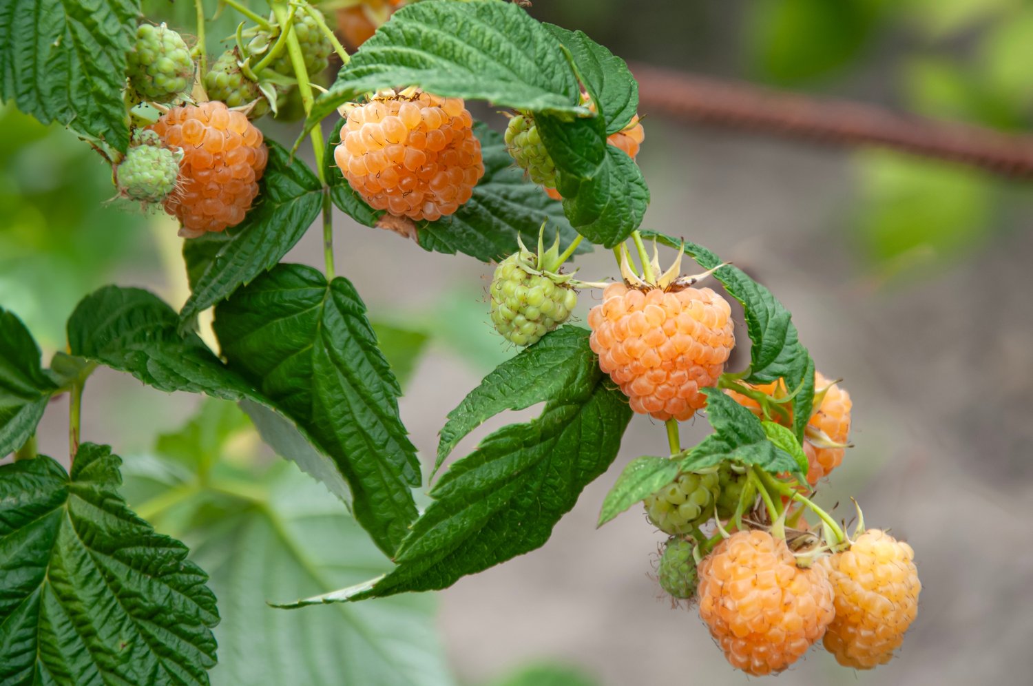 Rubus (Hösthallon) 'Allgold'