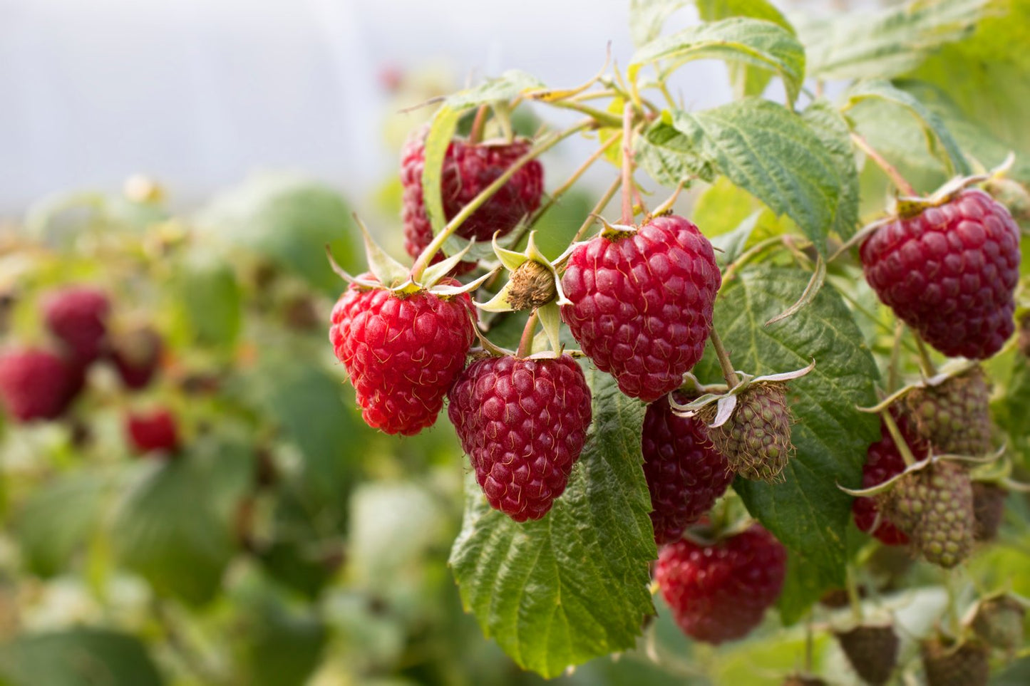 Rubus (Hösthallon) 'Ariadne'