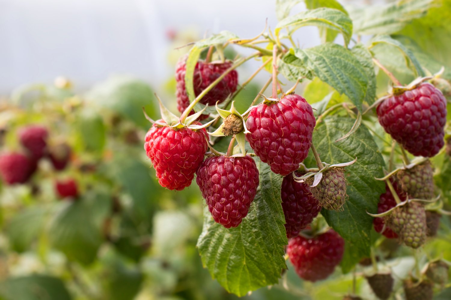 Rubus (Hösthallon) 'Ariadne'