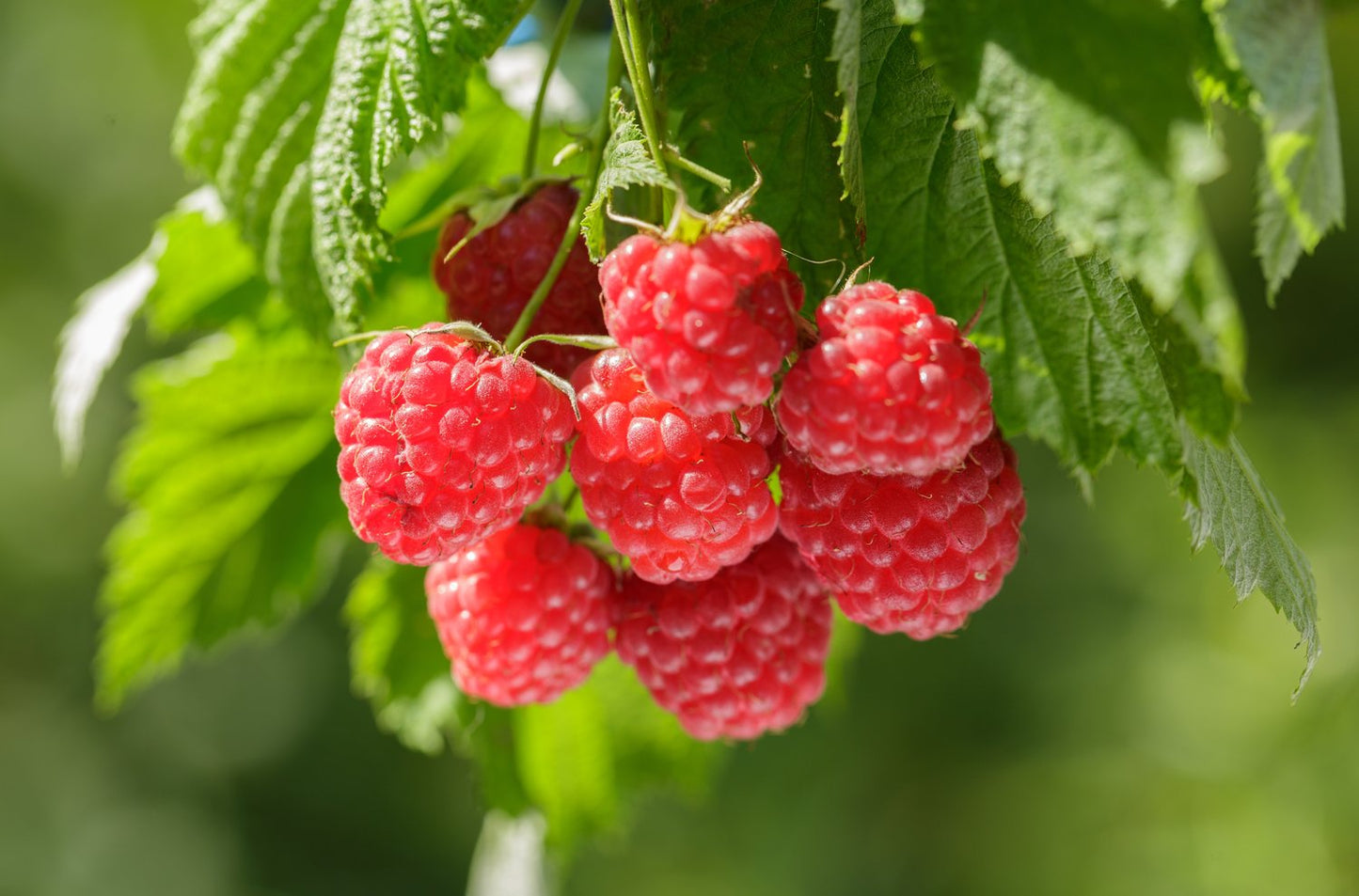 Rubus (Hösthallon) 'Autumn Bliss'
