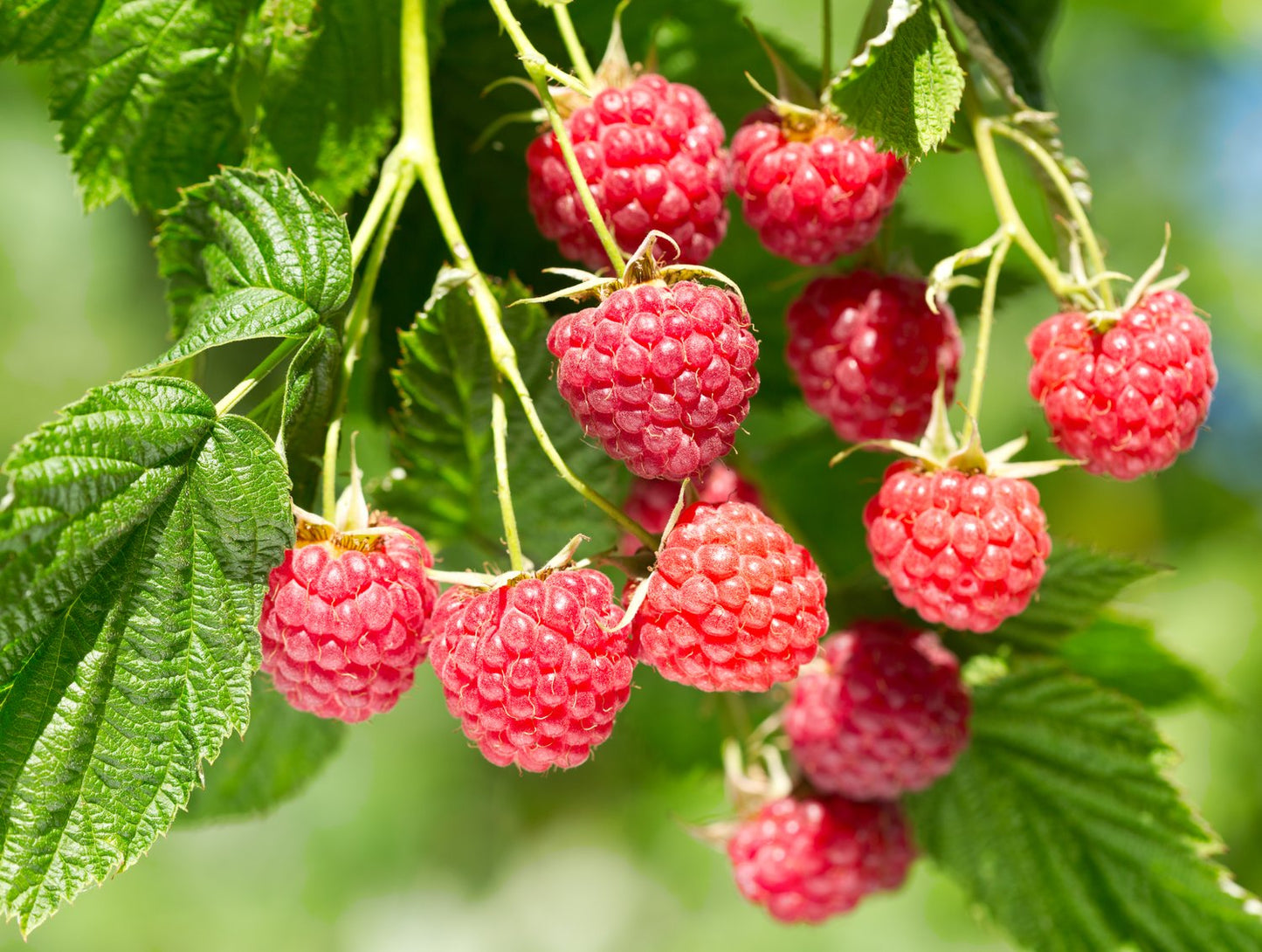Rubus (Hallon) 'Glen Prosen'