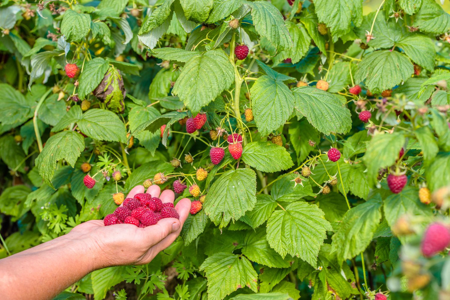Rubus (Hallon) 'Glen Prosen'