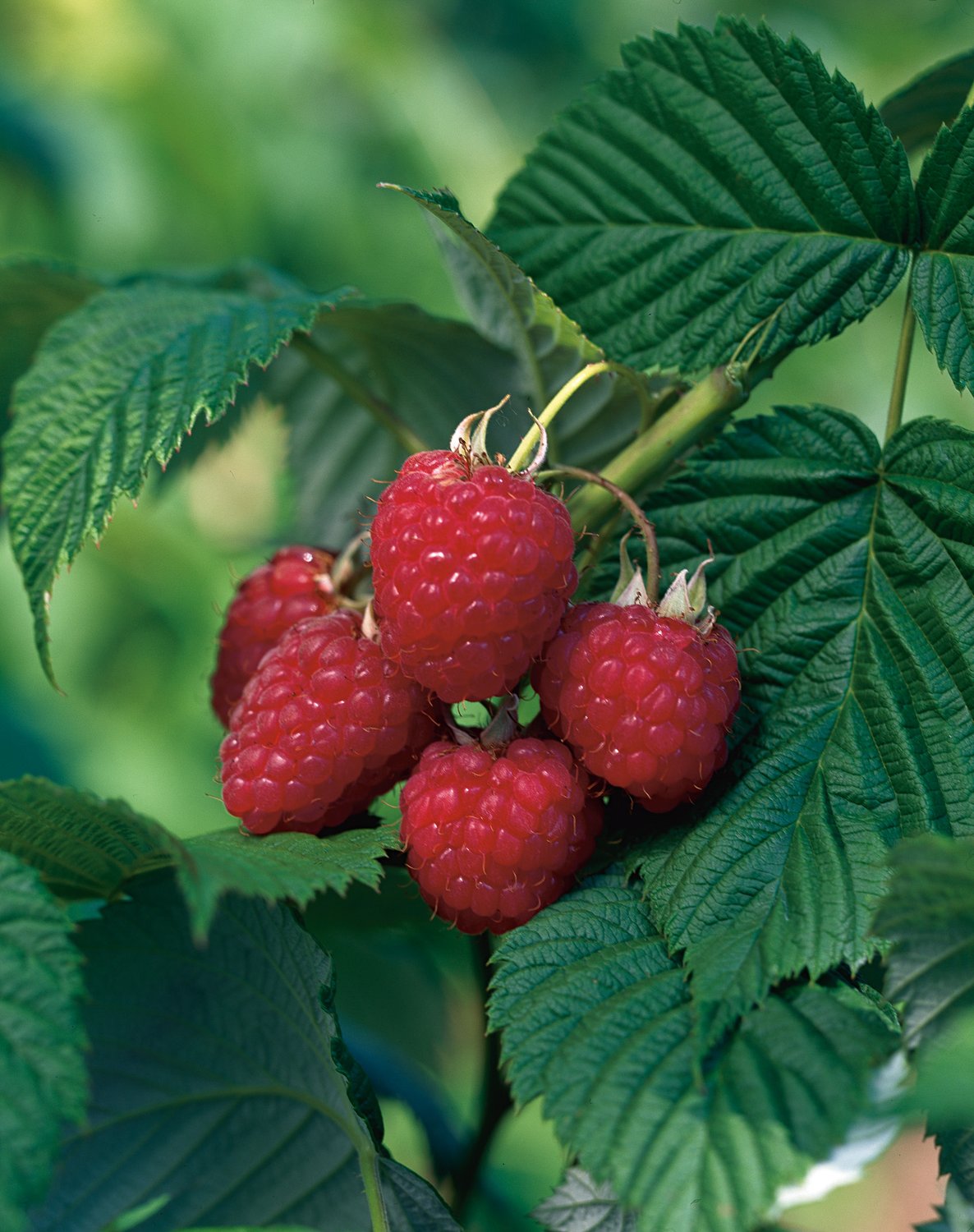 Rubus (Hallon) 'Heritage'