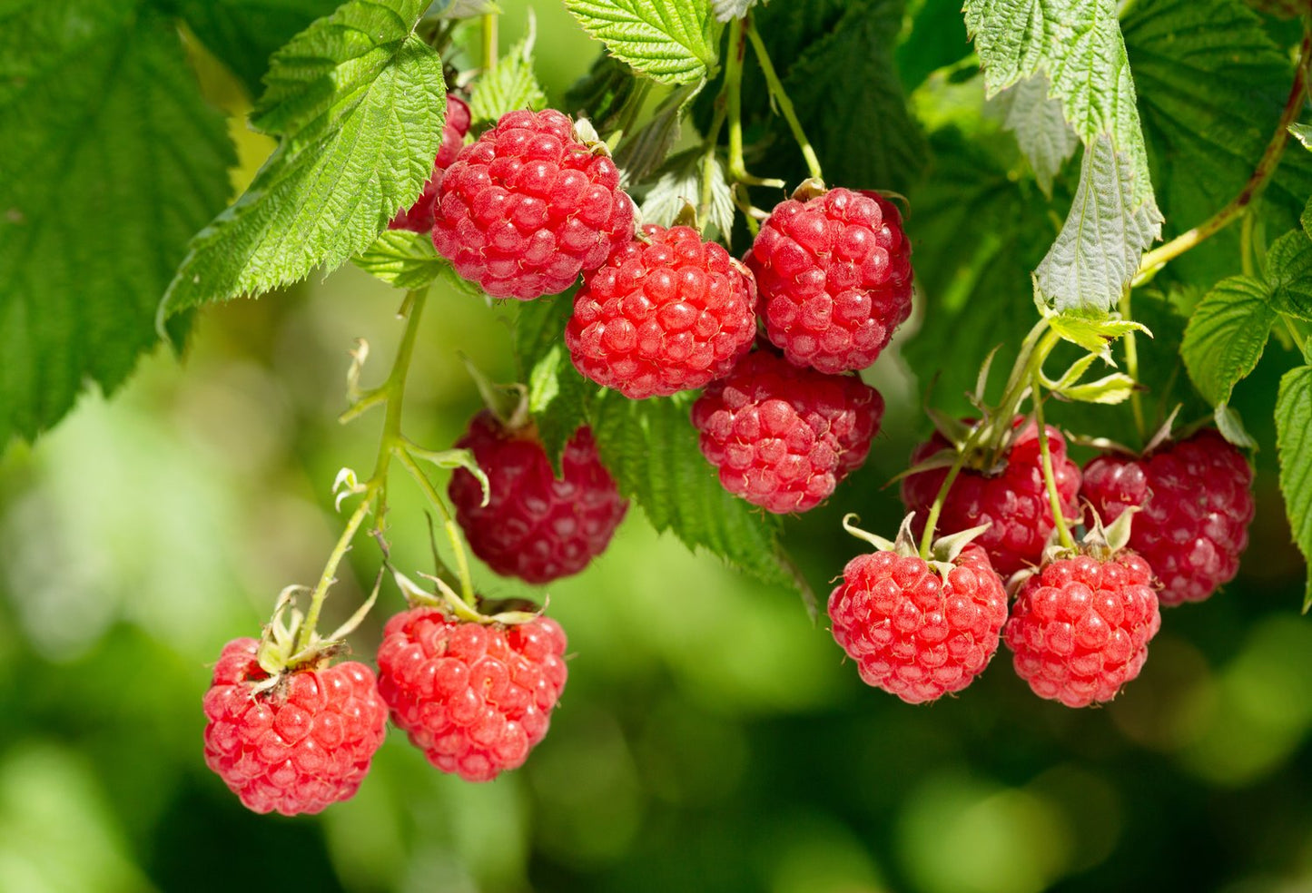 Rubus (Hallon) 'Heritage'