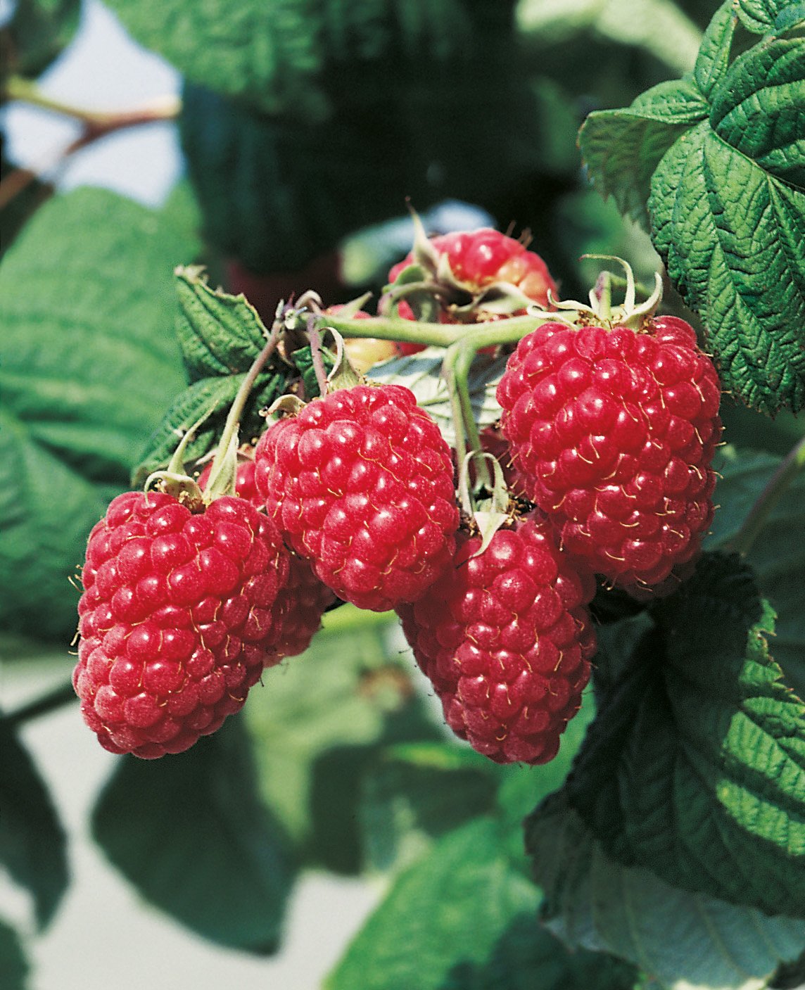 Rubus (Hallon) 'Malling Promise'