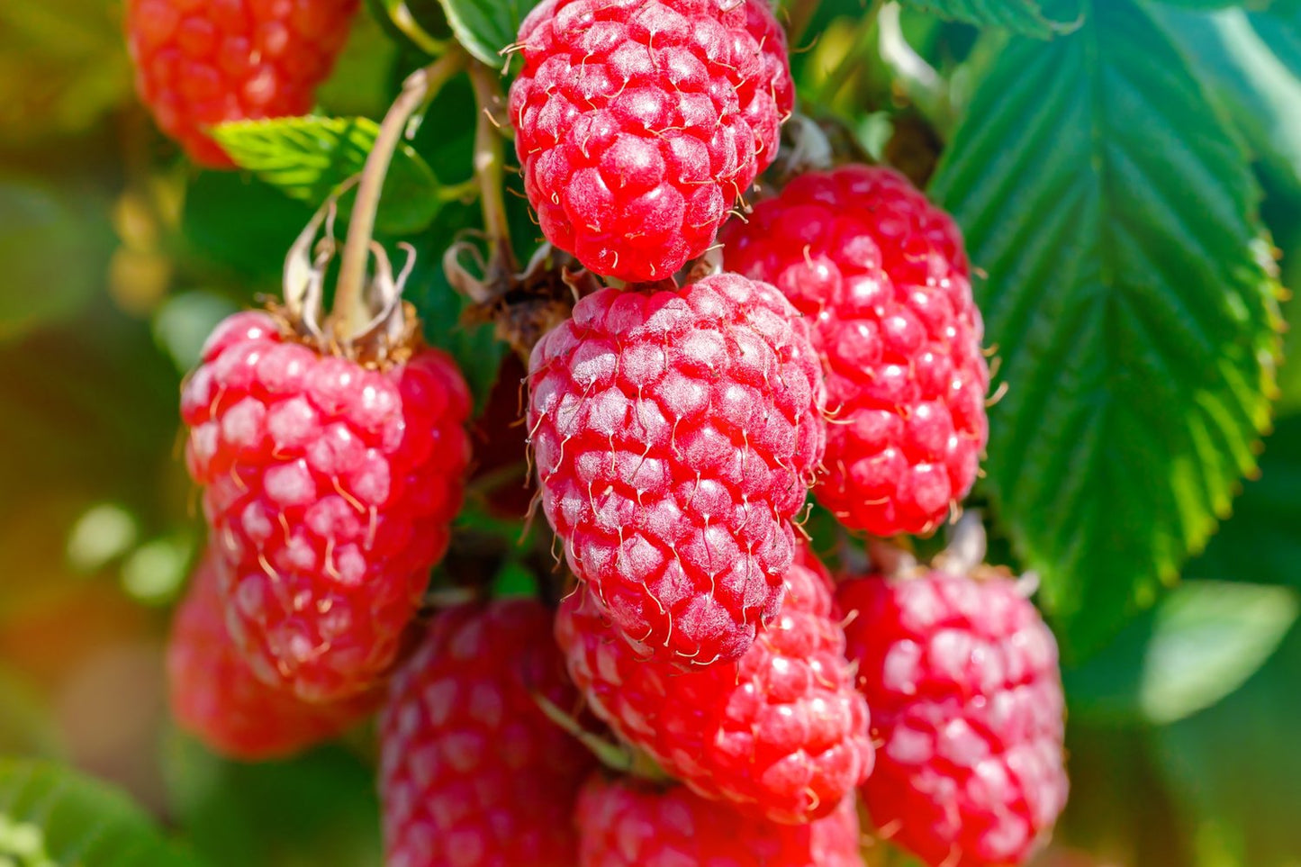 Rubus (Hallon) 'Malling Promise'
