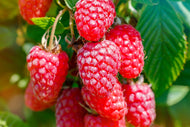 Rubus (Hallon) 'Malling Promise'