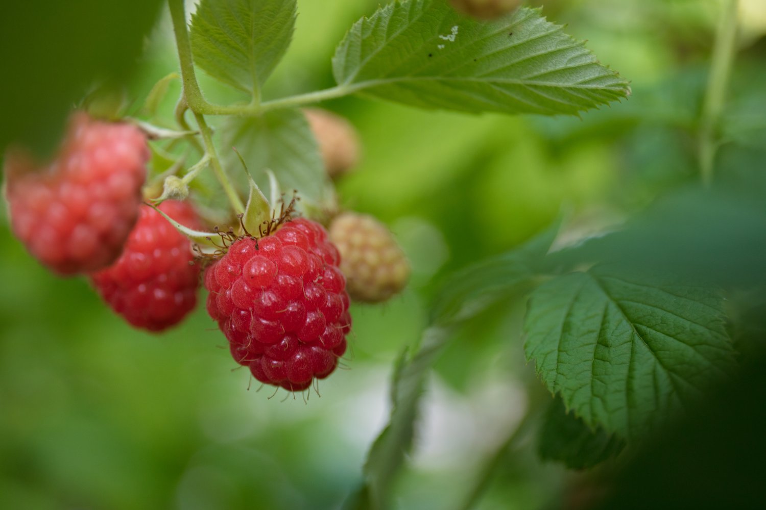 Rubus (Hallon) 'Ottawa'