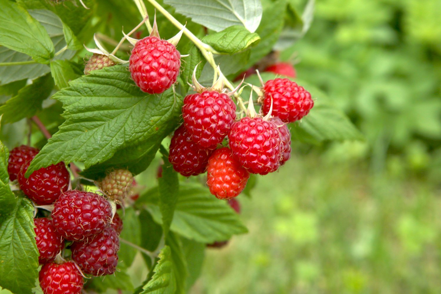 Rubus (Hallon) 'Ottawa'