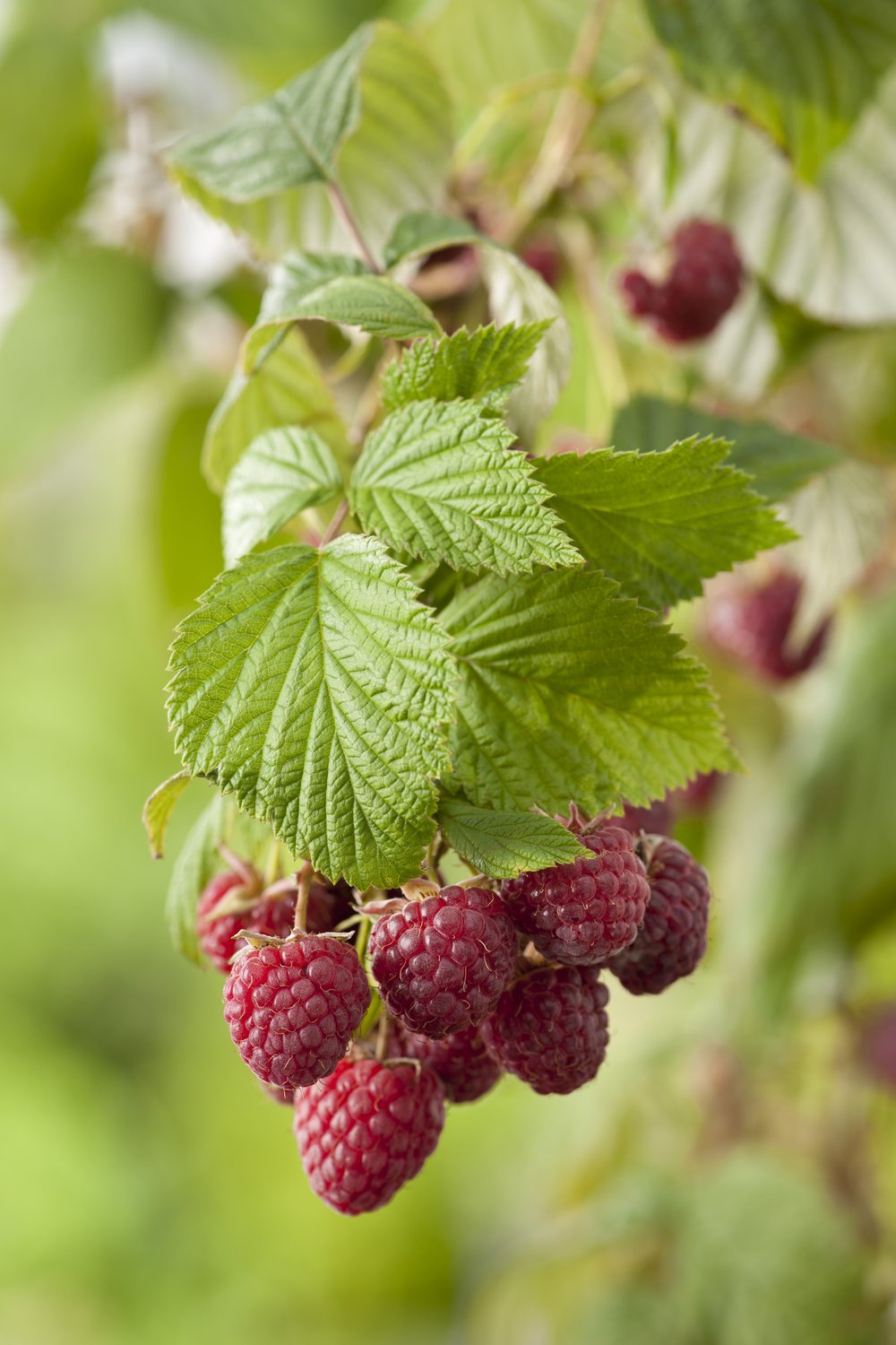 Rubus (Hallon) 'Mormorshallon'