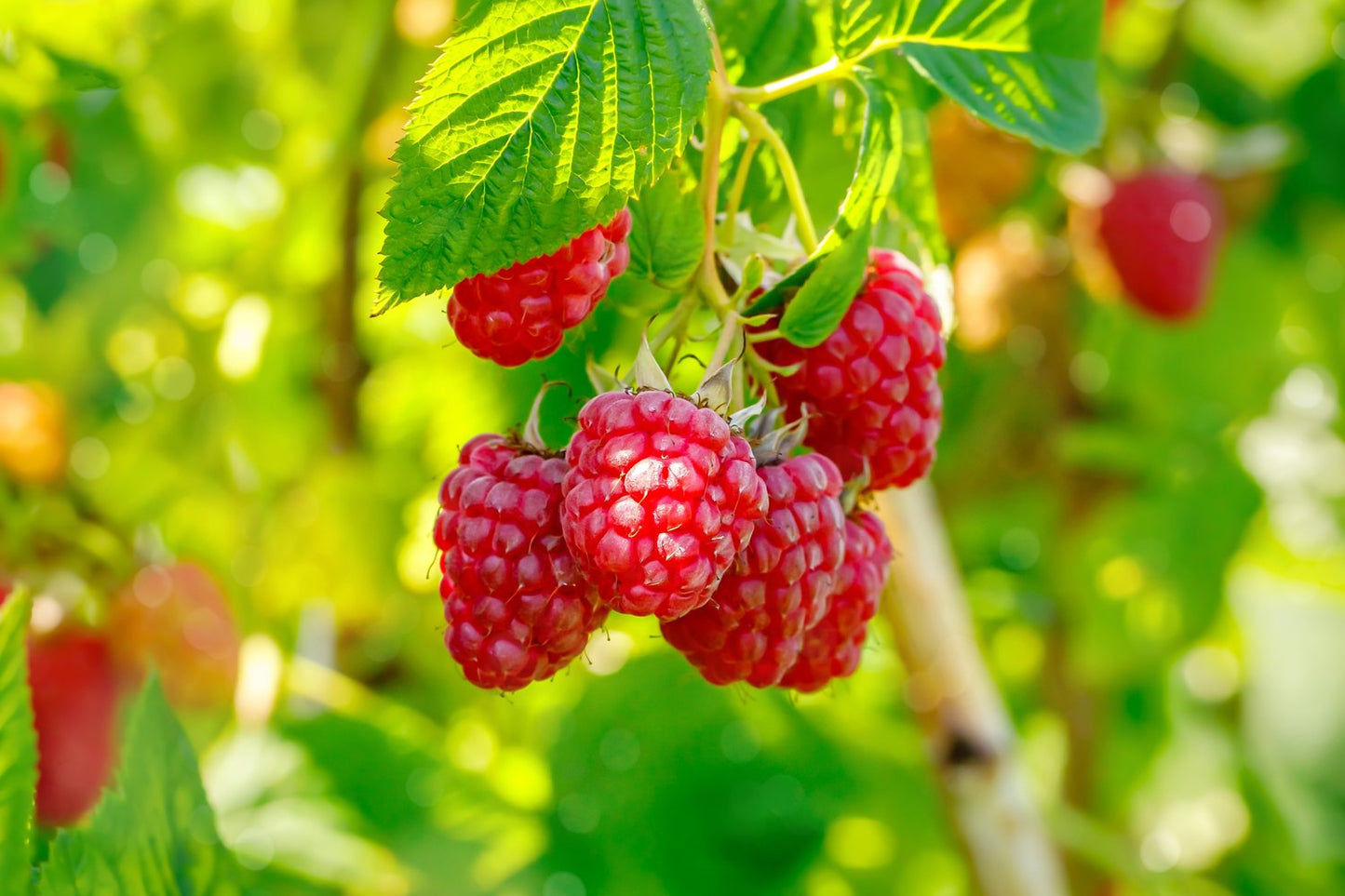 Rubus (Hallon) 'Mormorshallon'