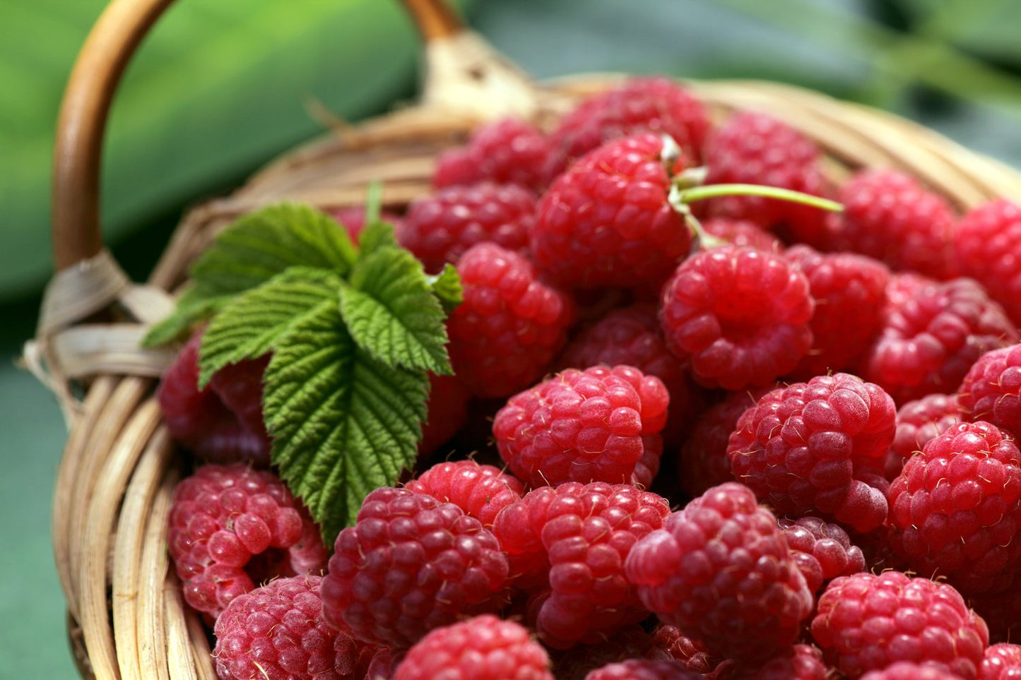 Rubus (Hallon) 'Mormorshallon'