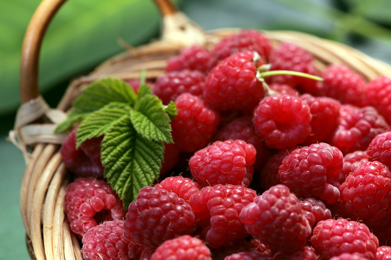 Rubus (Hallon) 'Mormorshallon'