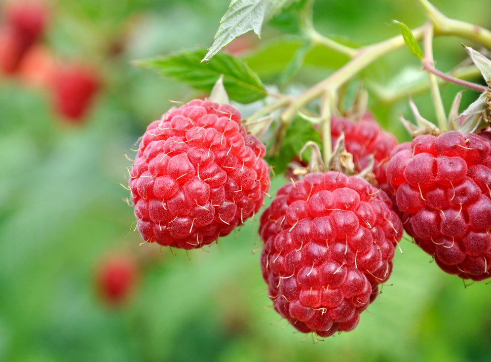 Rubus (Hallon) 'Preussen'