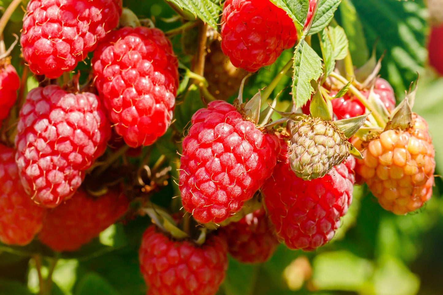 Rubus (Hallon) 'Preussen'