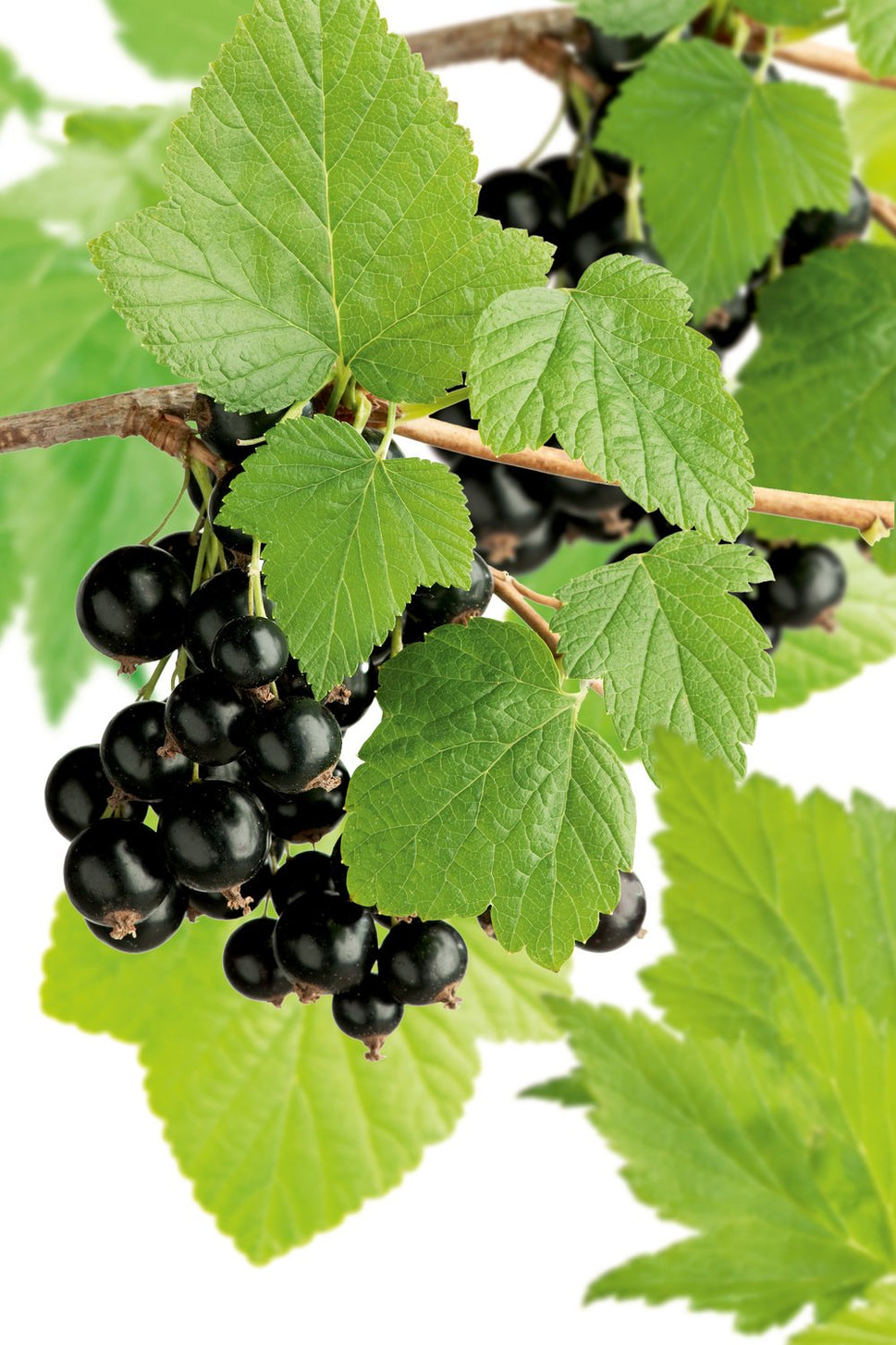 Ribes nigrum "Storklas"