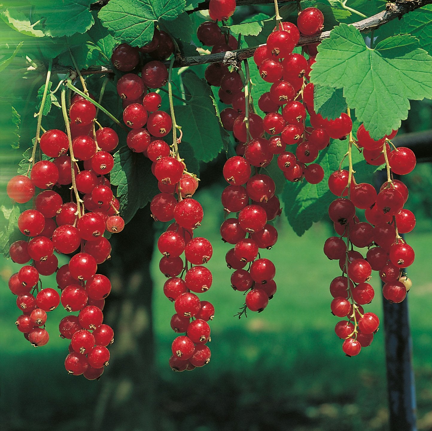 Ribes 'Jonkheer van Tets', STAM