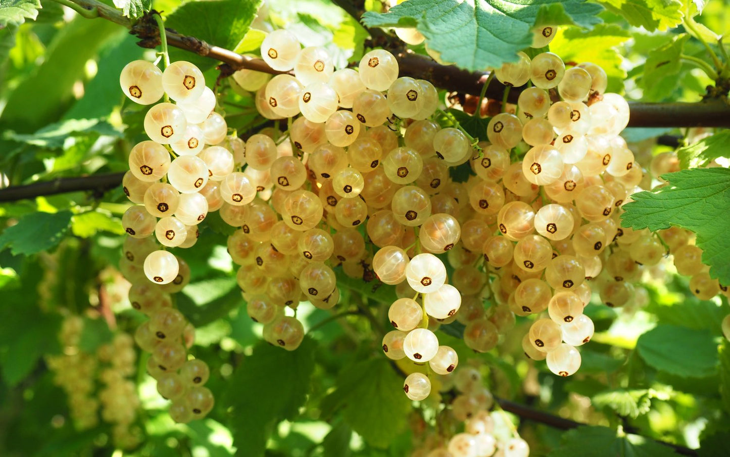 Ribes Vita Holländska ('Witte Hollander')