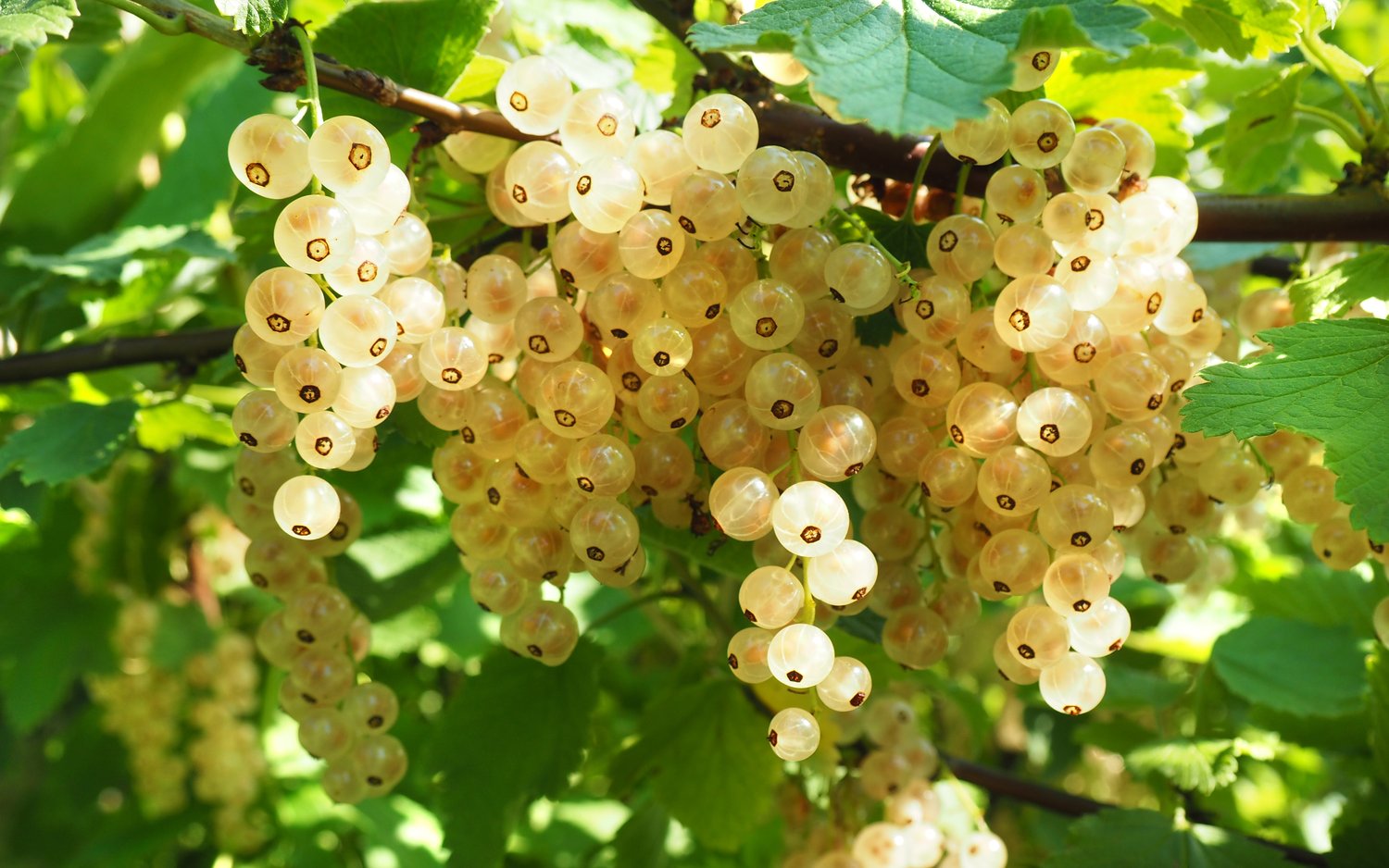 Ribes Vita Holländska ('Witte Hollander')