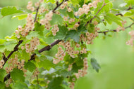 Ribes Vita Holländska ('Witte Hollander')
