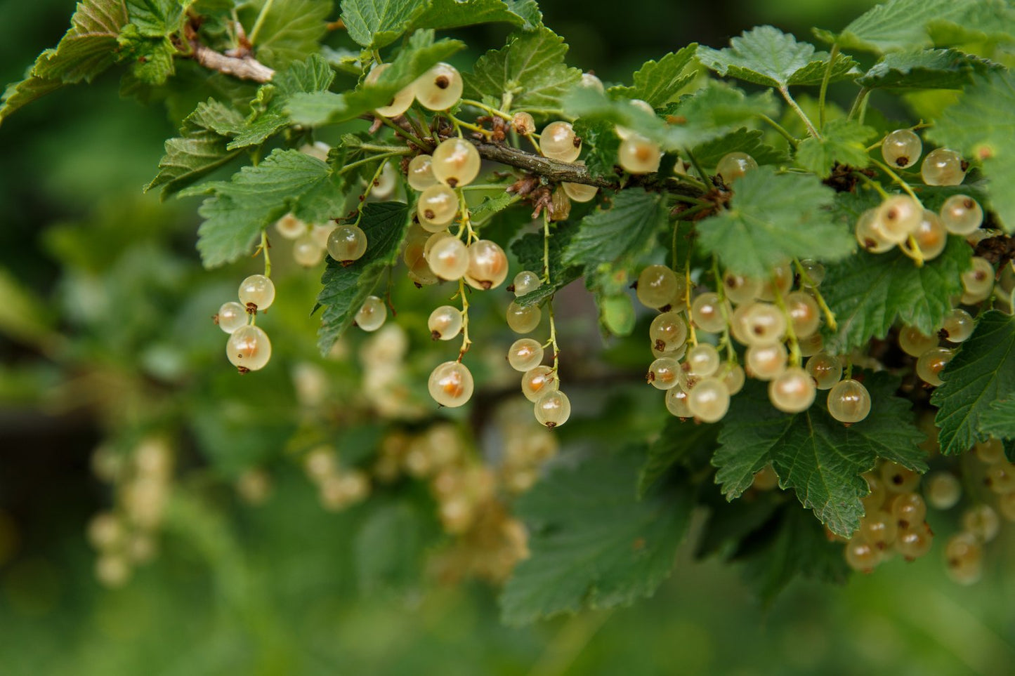 Ribes Vita Holländska ('Witte Hollander')