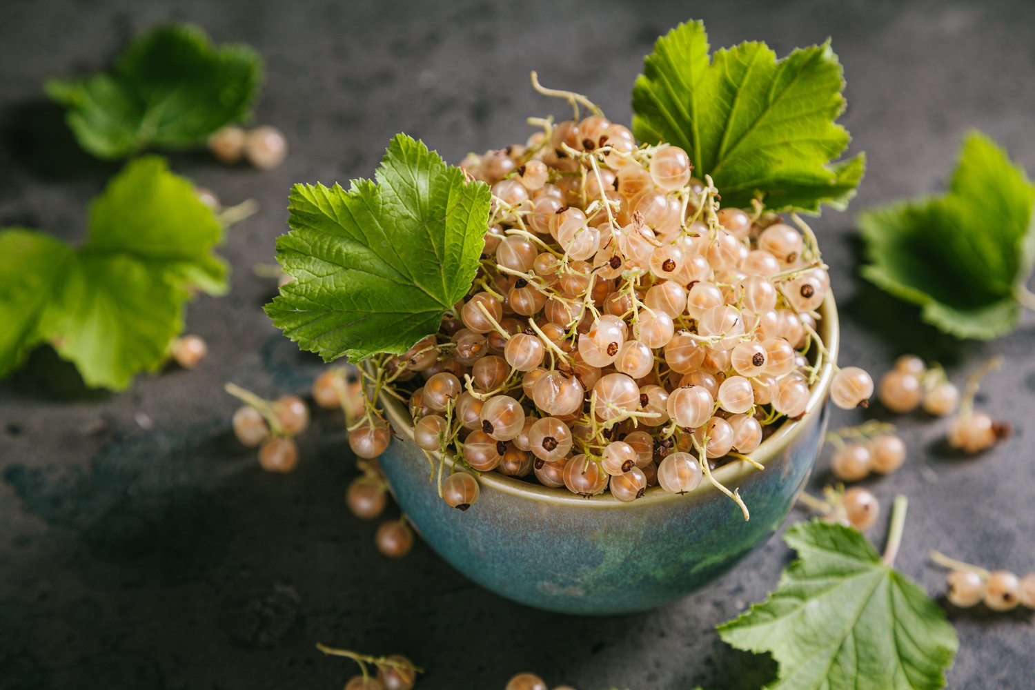 Ribes Vita Holländska ('Witte Hollander')
