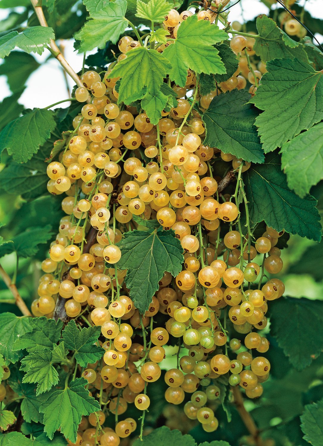 Ribes Vita Holländska ('Witte Hollander'), STAM